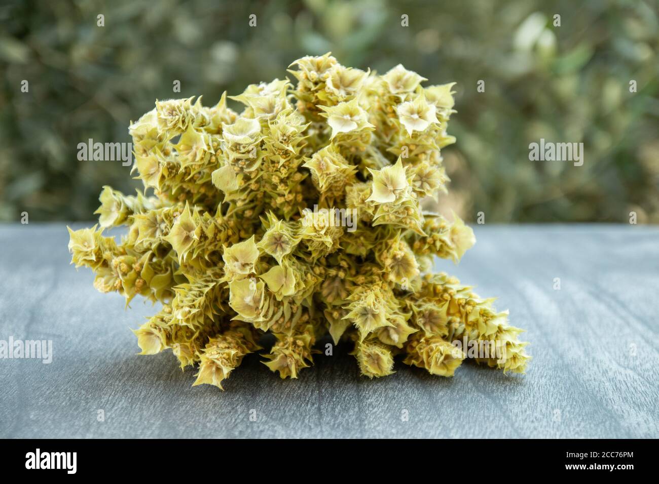 Bund Bergtee Malotira auf Holztisch. Griechischer traditioneller Kräutertee. Griechische Bergtee-Sideritis. Natürliche griechische Kräuter auf natürlichem Hintergrund. Stockfoto