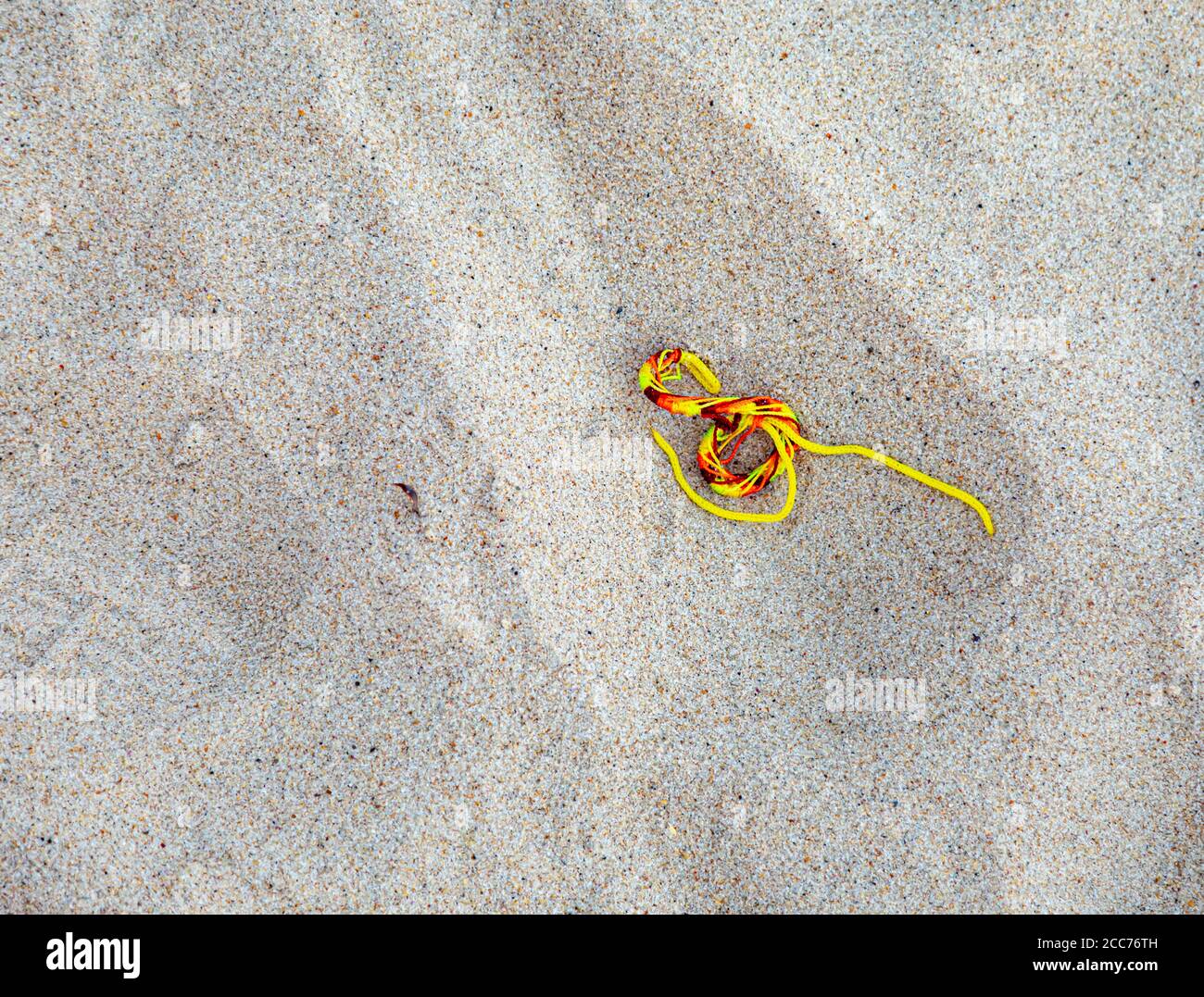 Bunte Lanyard im Sand an einem Meeresstrand, Montauk, NY Stockfoto