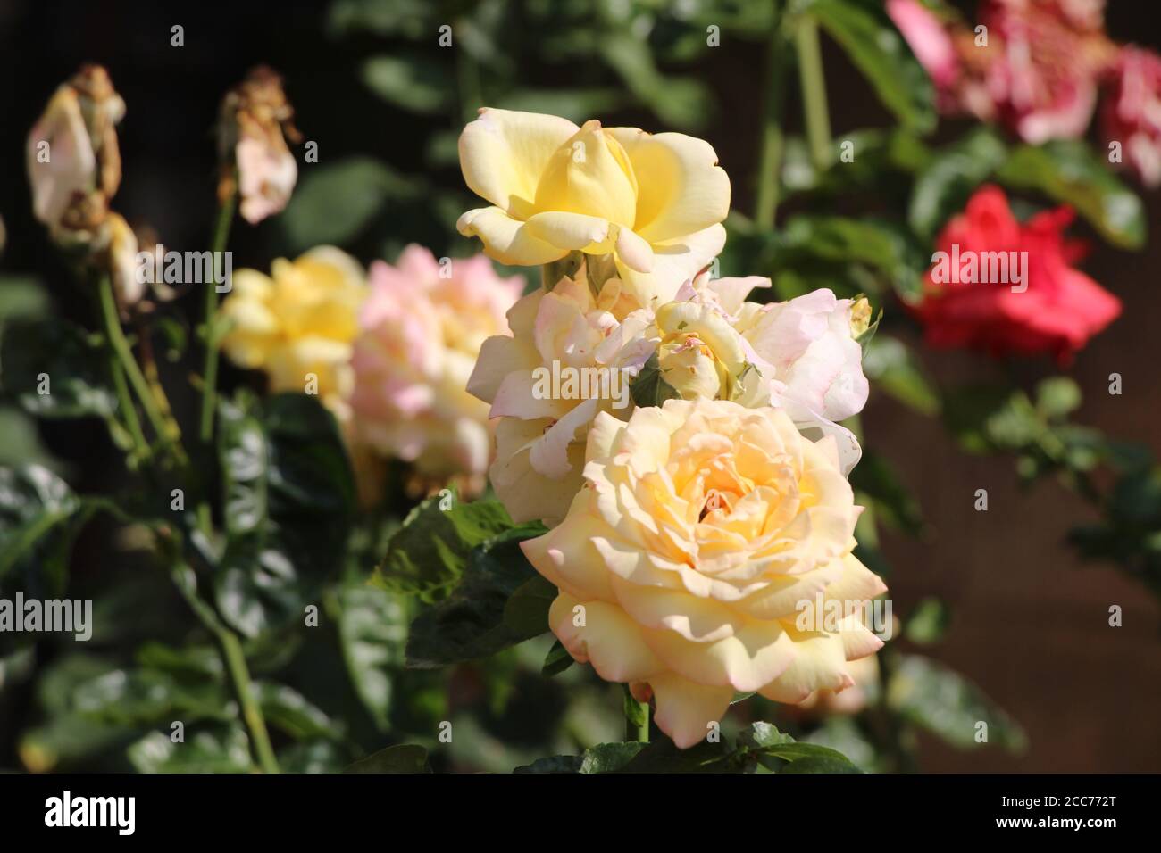 Rosa Fighting Temeraire - Sie haben gelbe und rosa Farben zwischen den Rosenblättern. Das ist der Strossmayer Platz, Prag. Stockfoto