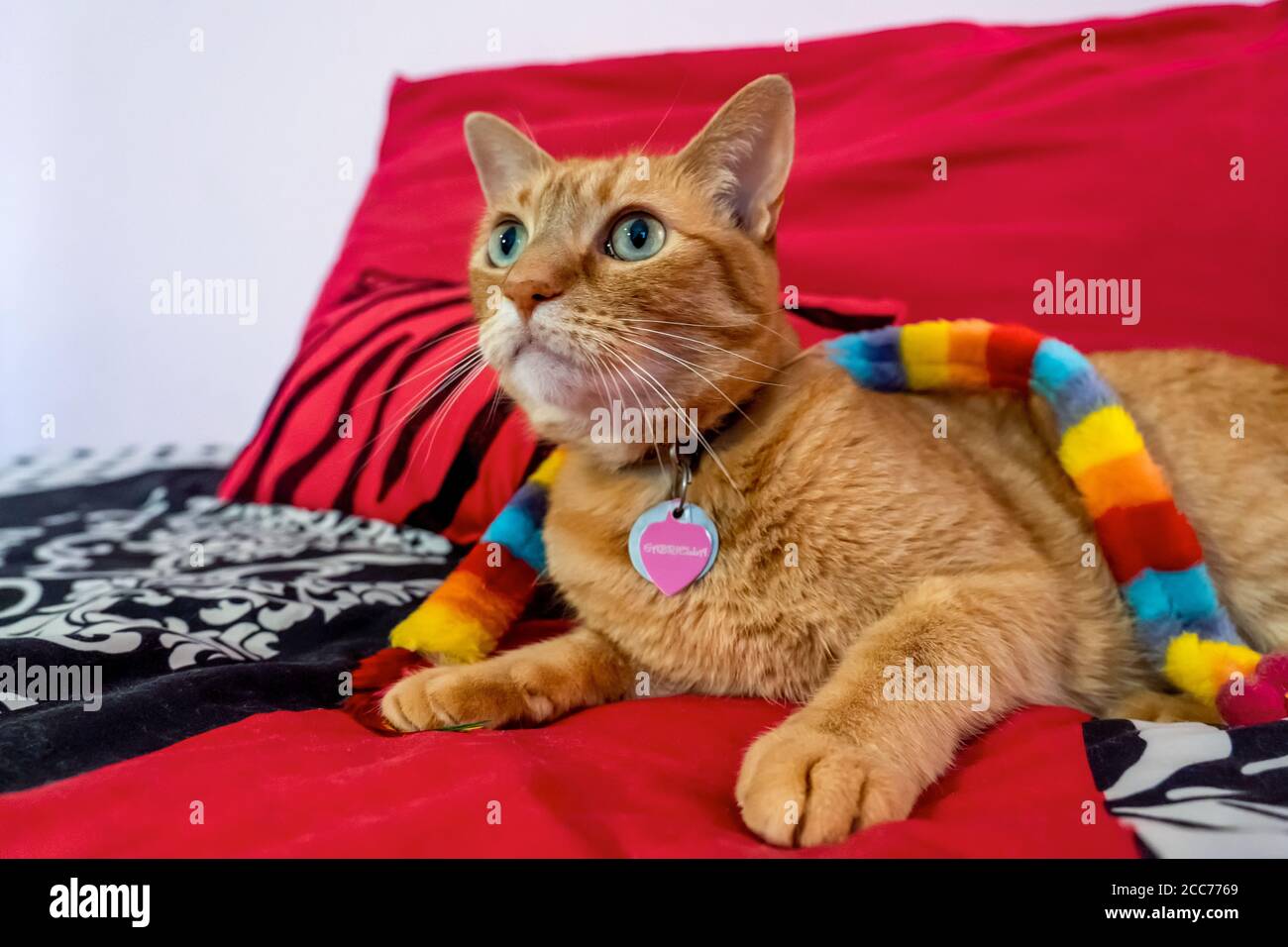 Gabby, eine orange gestromte Hauskatze Stockfoto