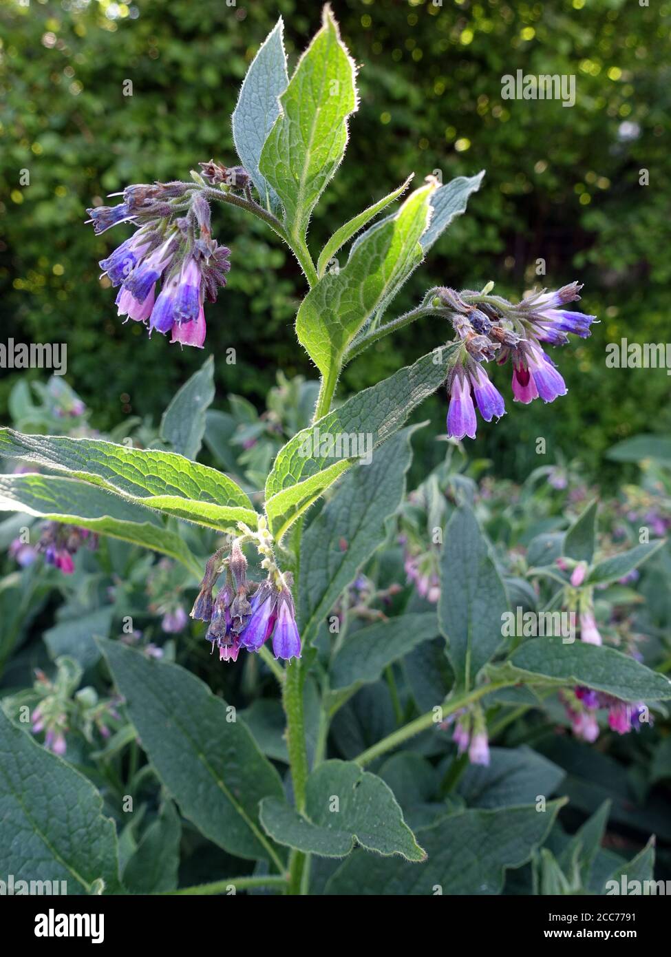 Echte Beinwell (Symphytum officinale), auch gemeiner Beinwell - Blühende Pflanze Stockfoto