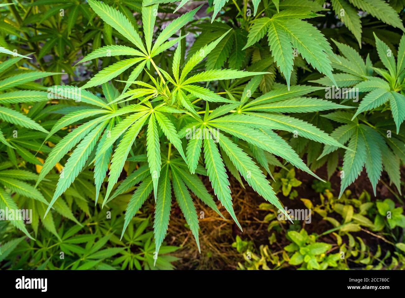 Große gesunde Cannabispflanzen, die im Freien wachsen Stockfoto