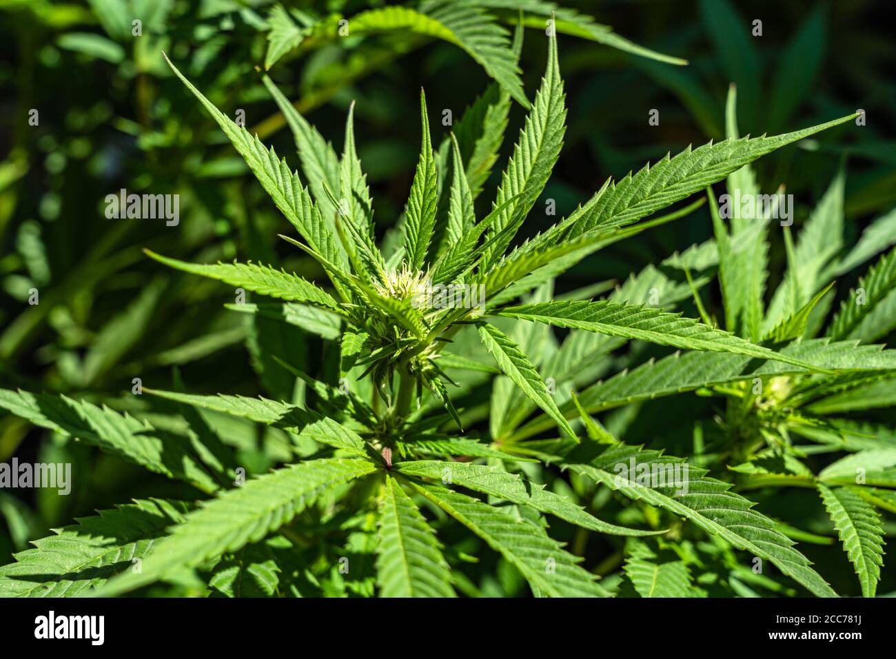 Große gesunde Cannabispflanzen, die im Freien wachsen Stockfoto