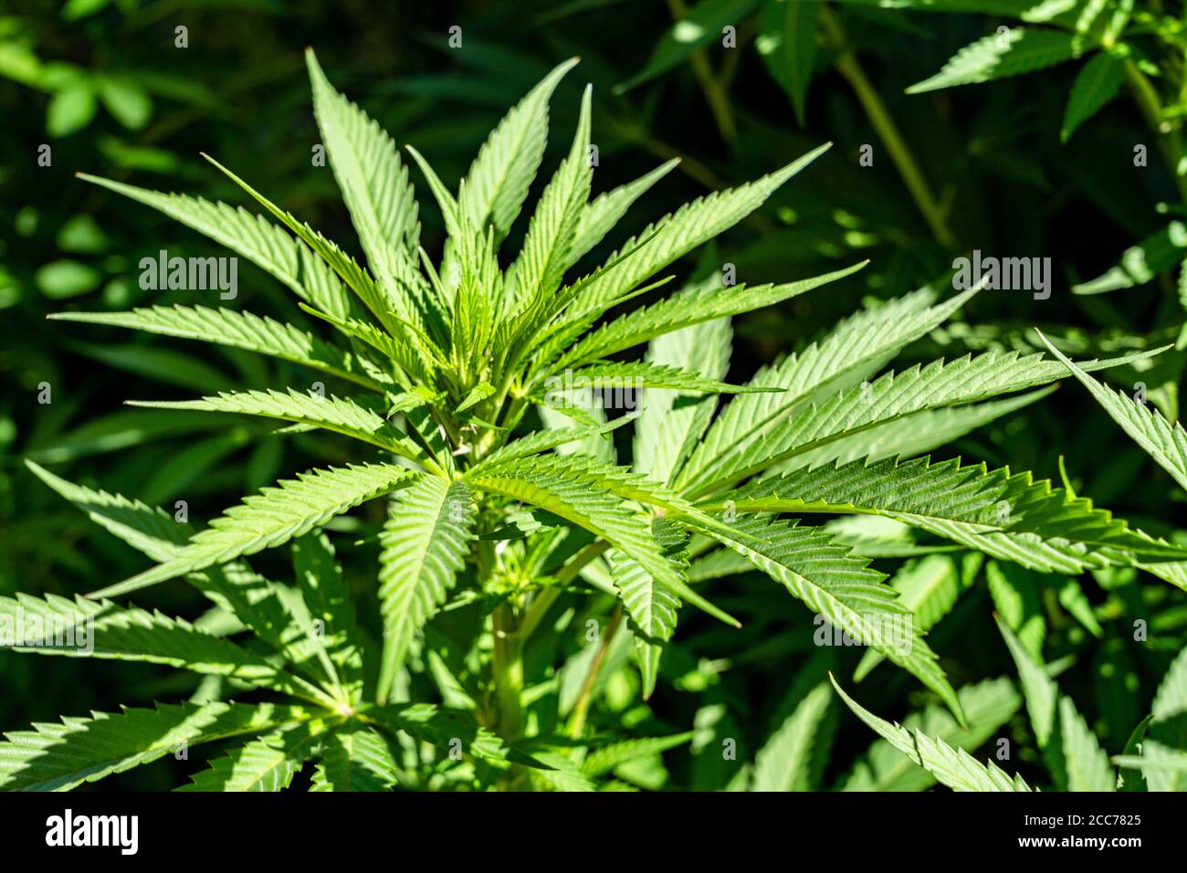 Große gesunde Cannabispflanzen, die im Freien wachsen Stockfoto