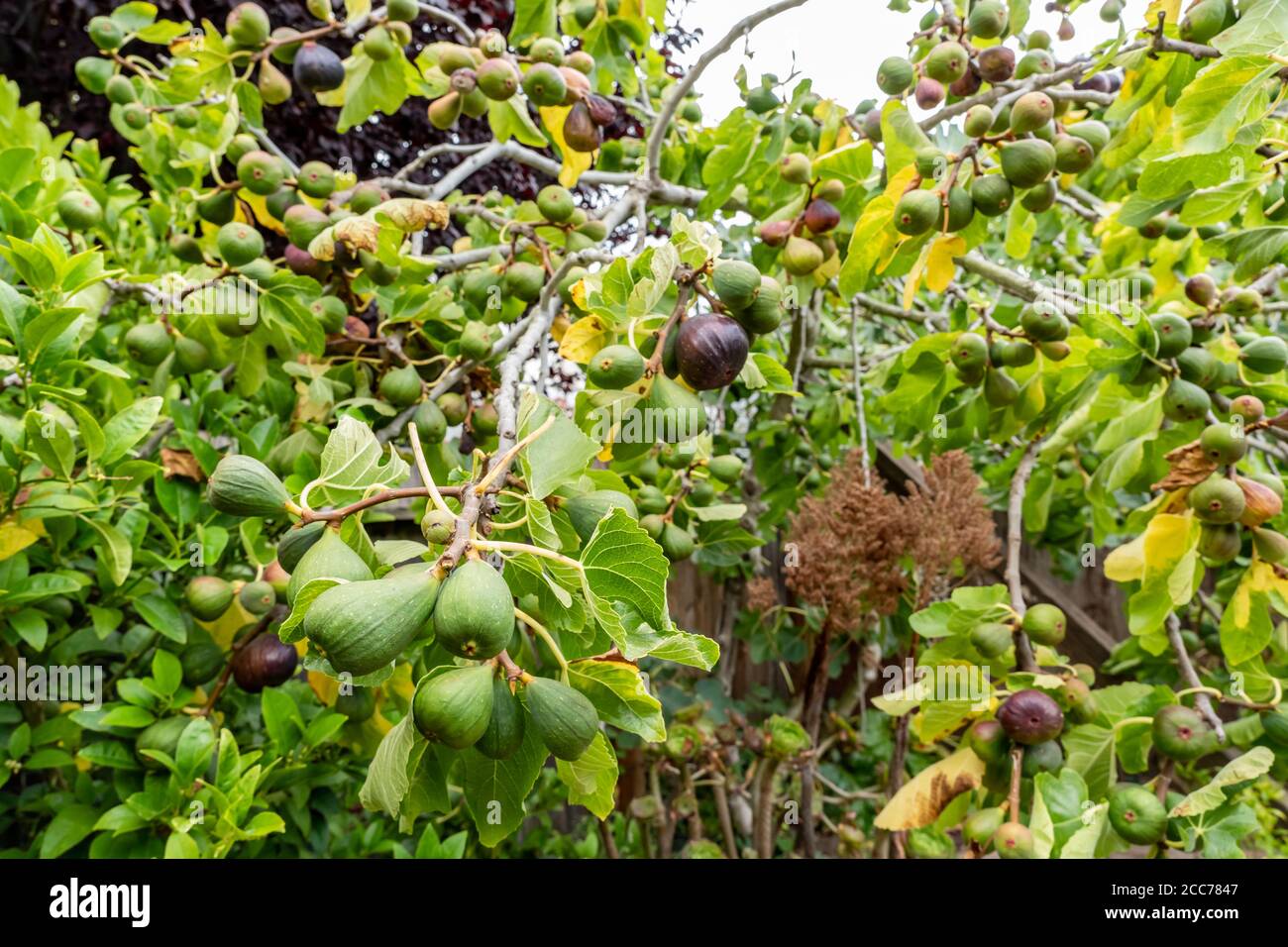 Feigen wachsen auf Feigenbaum Stockfoto