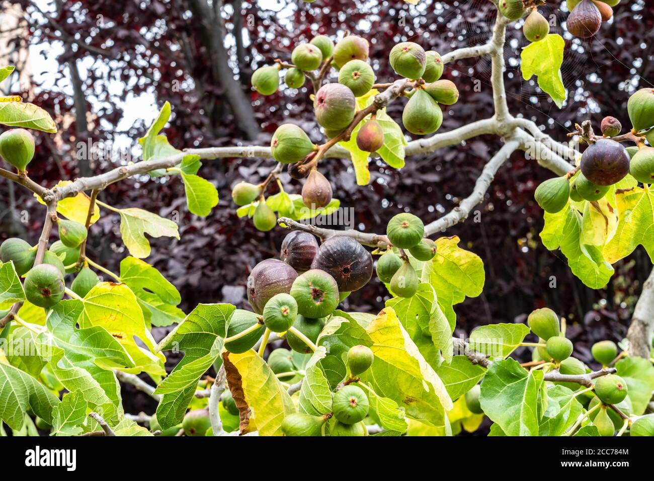 Feigen wachsen auf Feigenbaum Stockfoto