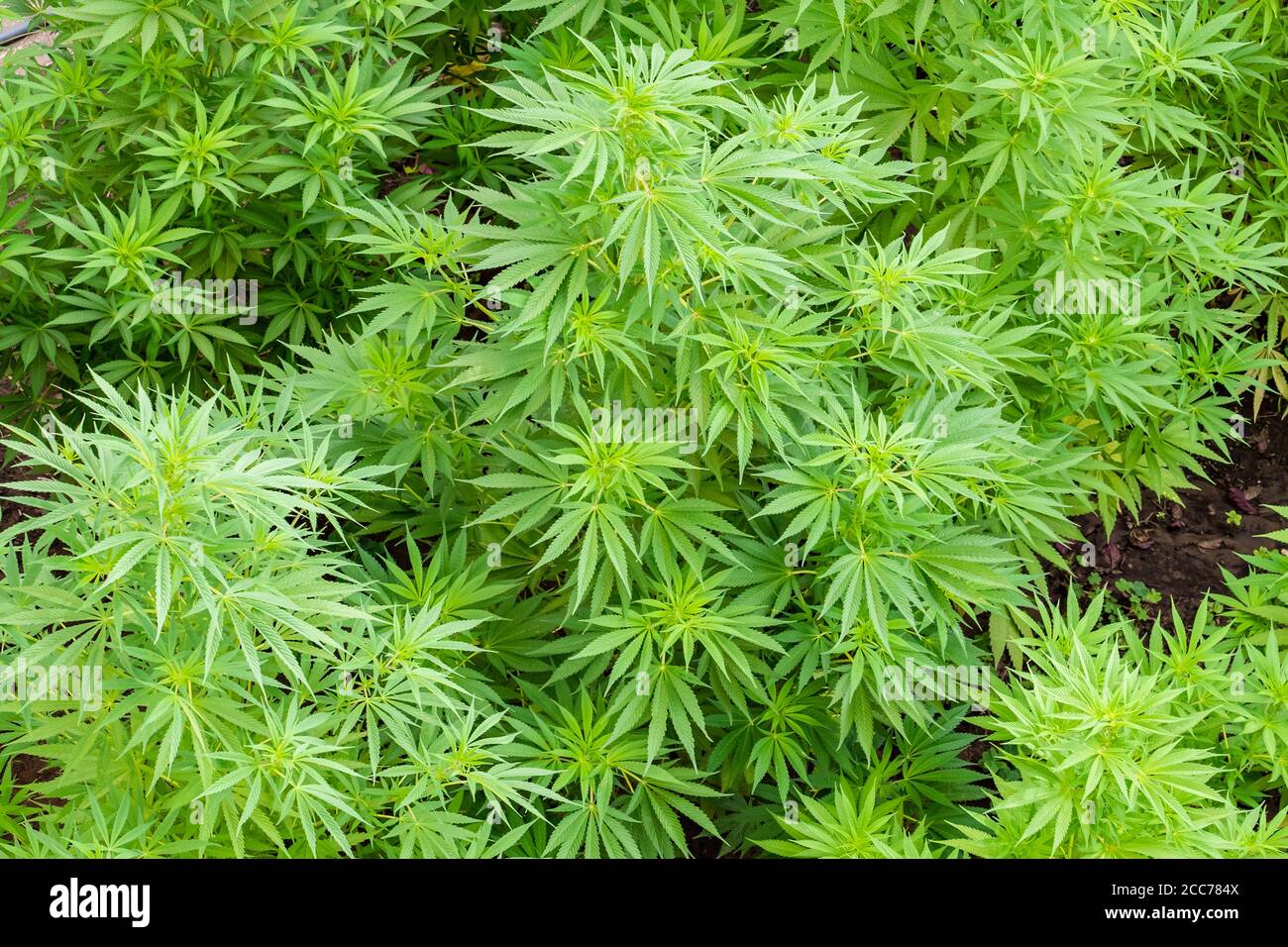 Große gesunde Cannabispflanzen, die im Freien wachsen Stockfoto