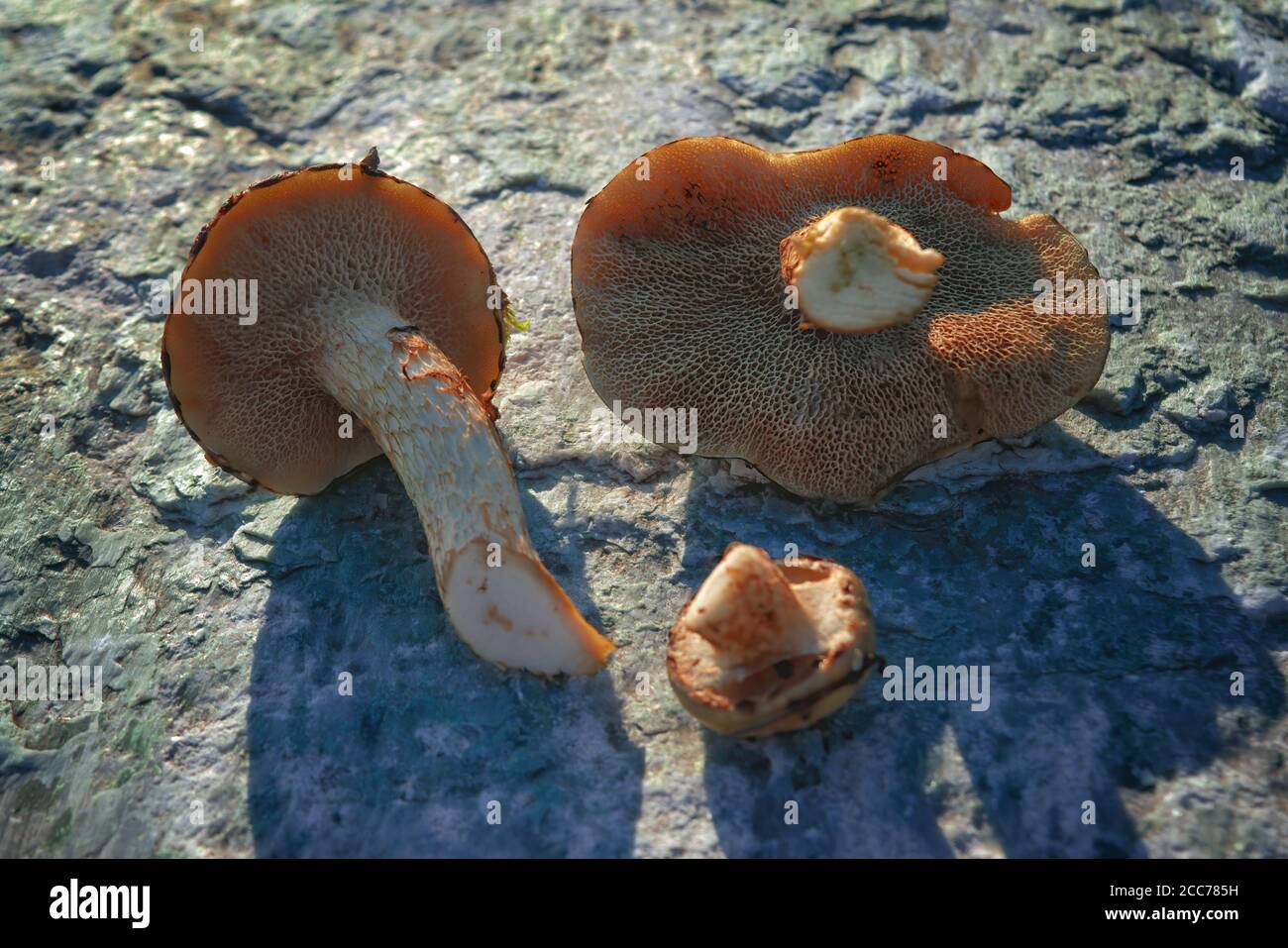 Pilz Xerocomus subtomentosus über Stein Hintergrund. Herbstpilze. Pilze Sammeln. Stockfoto