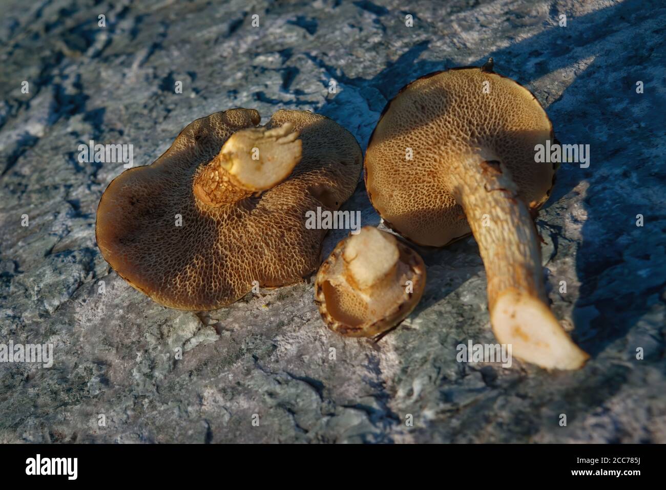 Pilz Xerocomus subtomentosus über Stein Hintergrund. Herbstpilze. Pilze Sammeln. Stockfoto