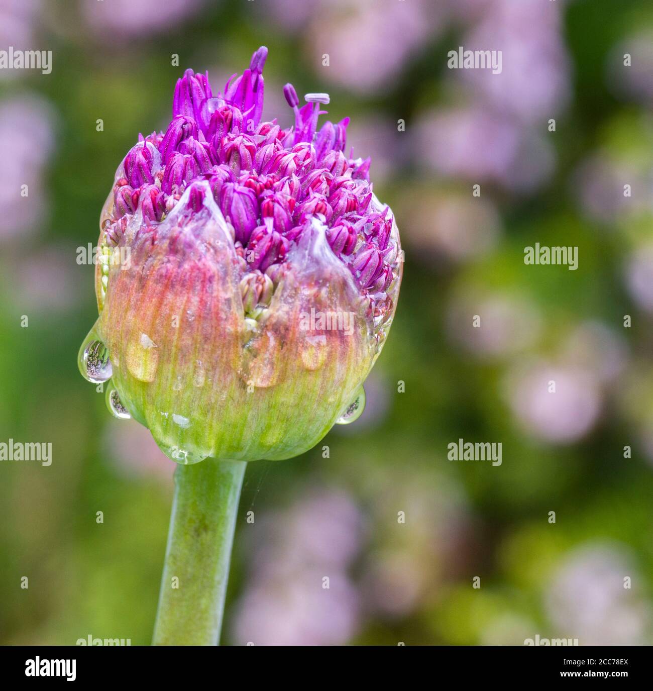 Allium Tall Blume in Knospe mit Regentropfen ein Makrobild Stockfoto