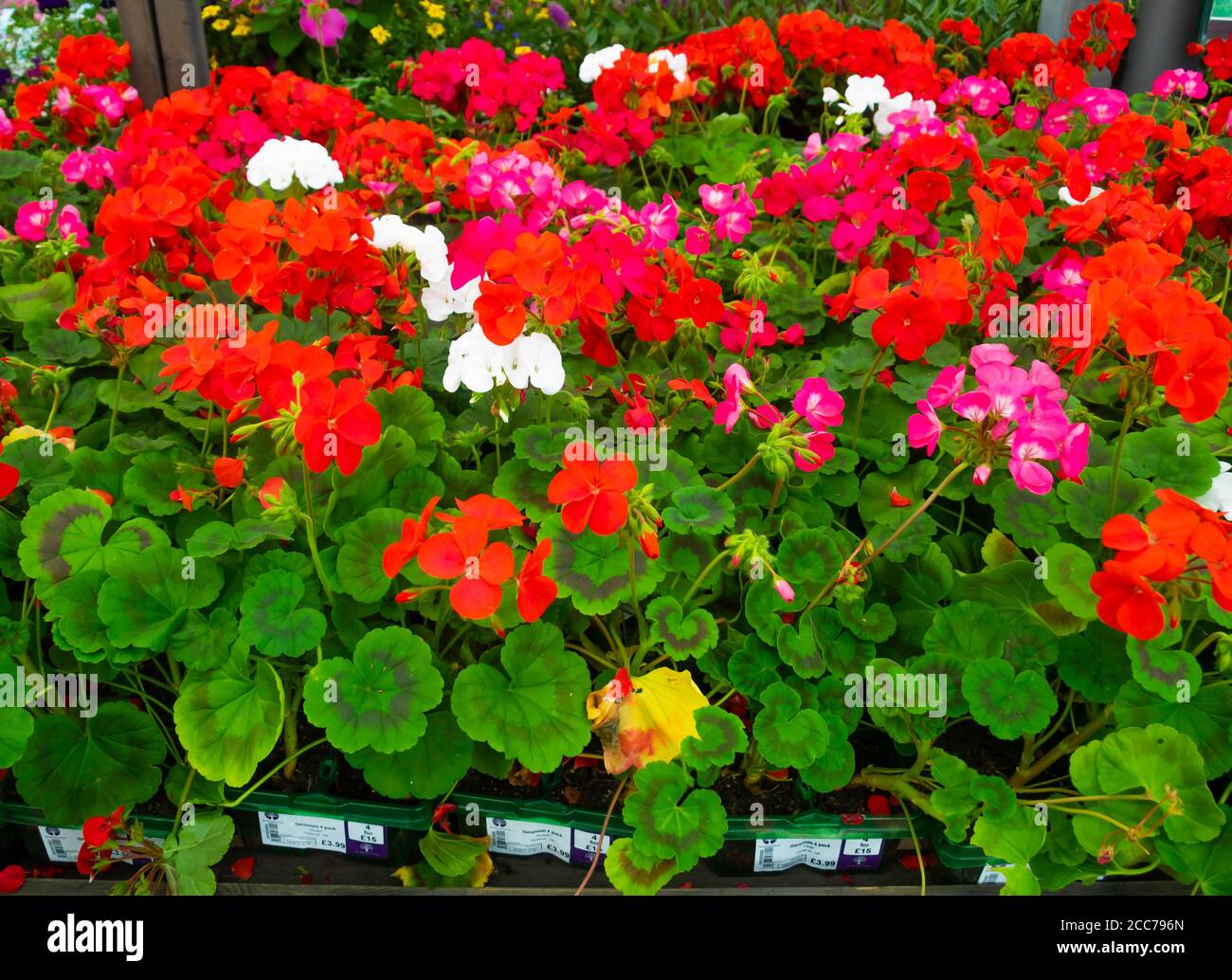 Rote und rosa Geranienpflanzen in einem Gartencenter für Verkauf bei £3.99 für ein Vierpack oder 4 Packungen Für £15 Stockfoto