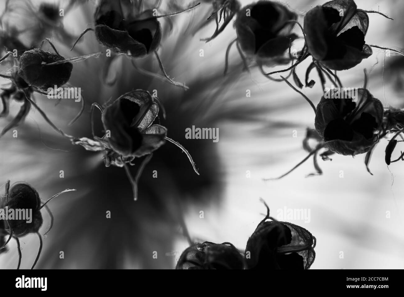 Spinnenblumen, Makro Im Studio Stockfoto