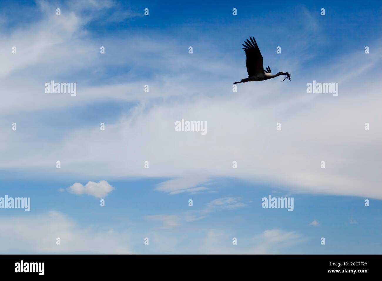 Ein einzelner Storchvogel fliegt in hohem blauen Himmel mit Schöne Wolken mit Zweigen im Schnabel zu nisten Stockfoto
