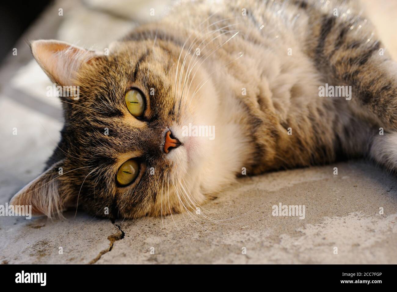 Porträt der grauen Katze, die an der frischen Luft liegt und sich auf der Sonne ausruht. Selektiver Fokus.Horizontale Ausrichtung. Stockfoto