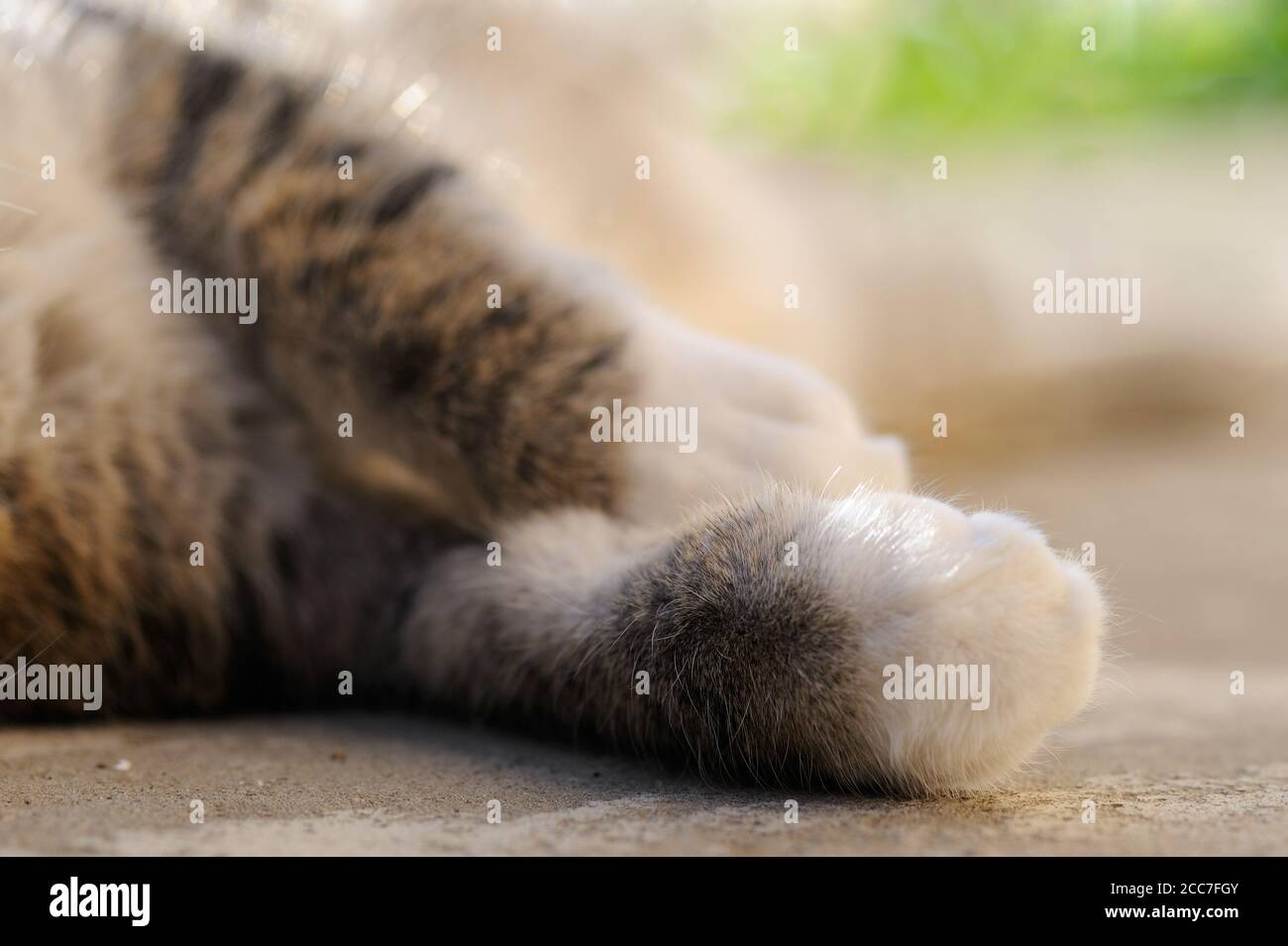 Fluffige graue und weiße Katzenpfote auf dem grauen Hintergrund an sonnigen Tagen, Nahaufnahme.Selektiver Fokus, horizontale Ausrichtung. Stockfoto