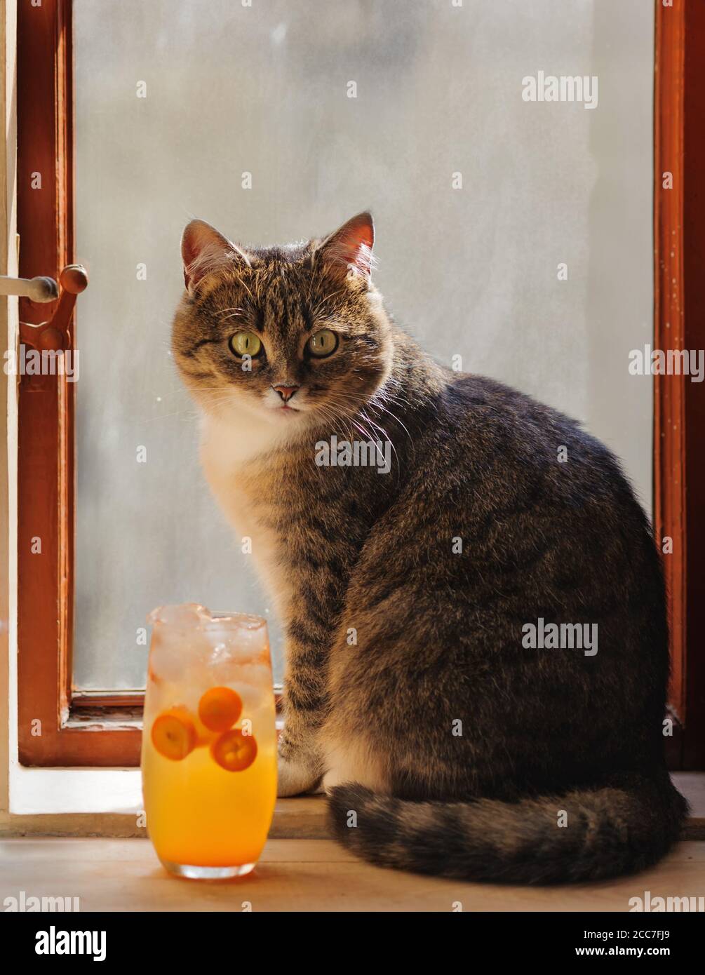 Schöne Hauskatze sitzt auf dem alten Fenster. Selektiver Fokus. Stockfoto