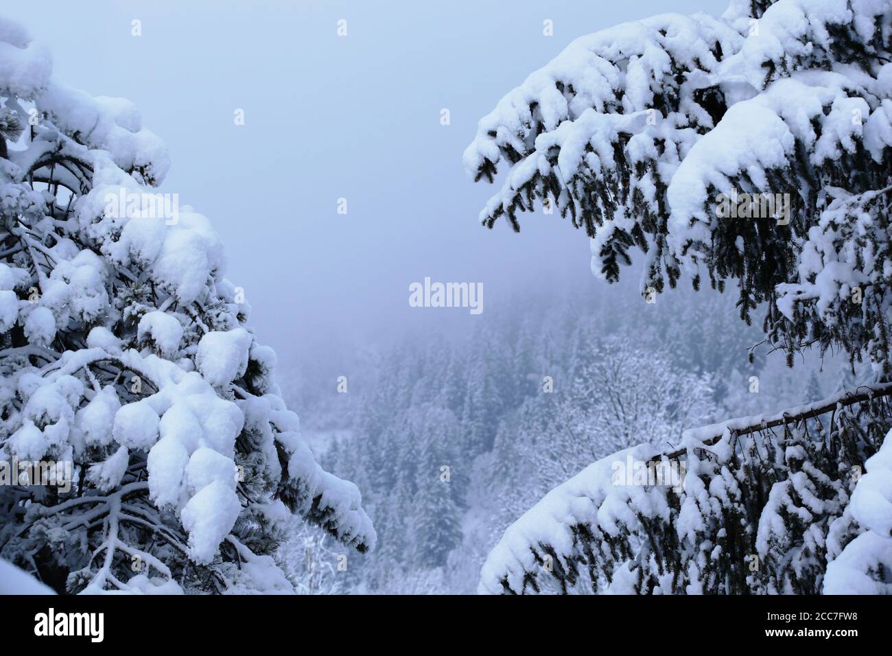 Schöne Winterlandschaft in den Bergen mit großen Fichtenzweigen mit Schnee bedeckt, Alpen, Chamonix Stockfoto