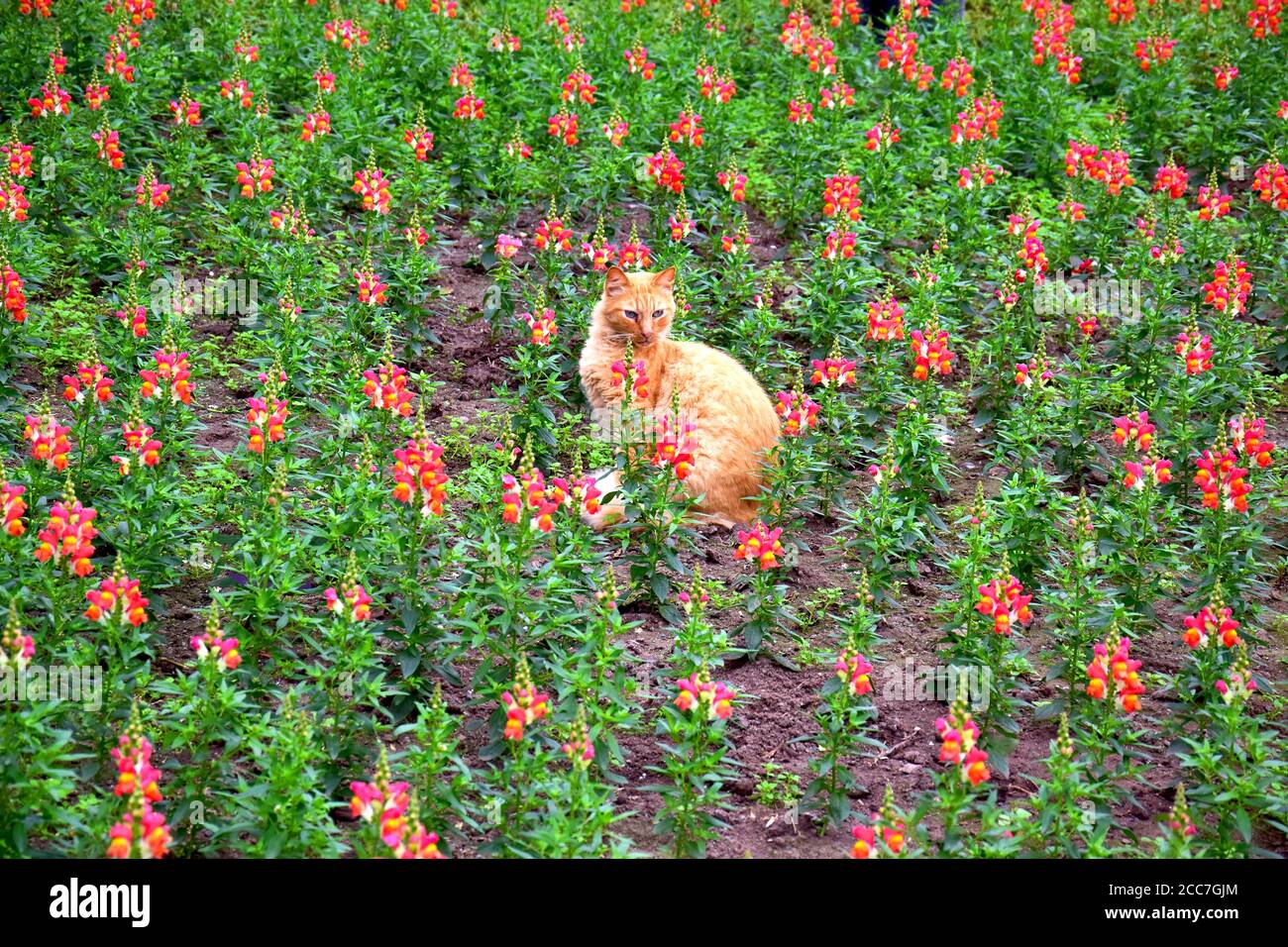 Porträt einer Katze in einem Blumenbett Stockfoto