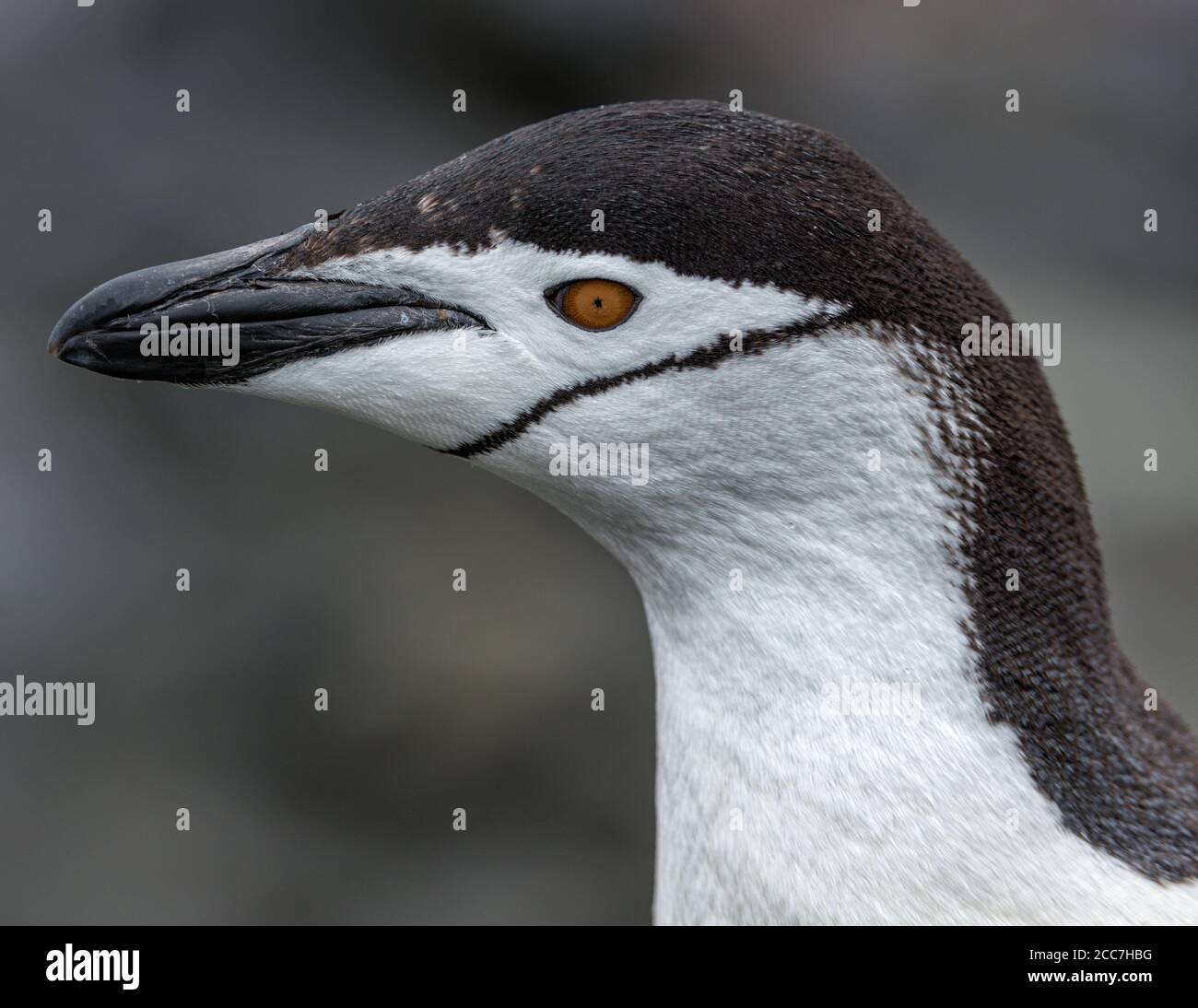 Nahaufnahme eines erwachsenen Chinstrap-Pinguins (Pygoscelis antarcticus) in der Antarktis. Stockfoto