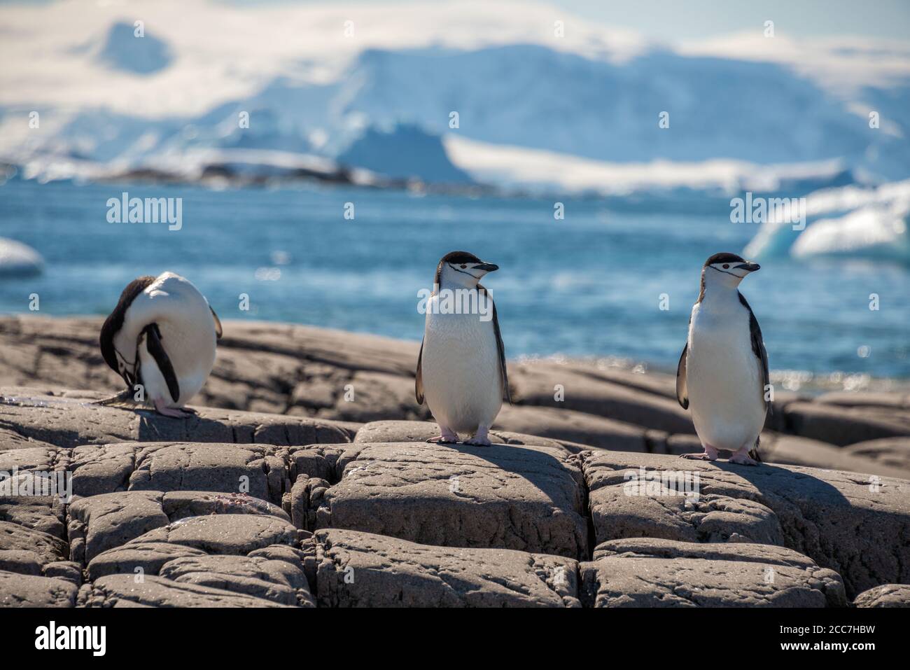 Drei Erwachsene Kinnriemen Pinguine (Pygoscelis antarcticus) stehen auf einigen Felsen am Meer in der Antarktis. Stockfoto