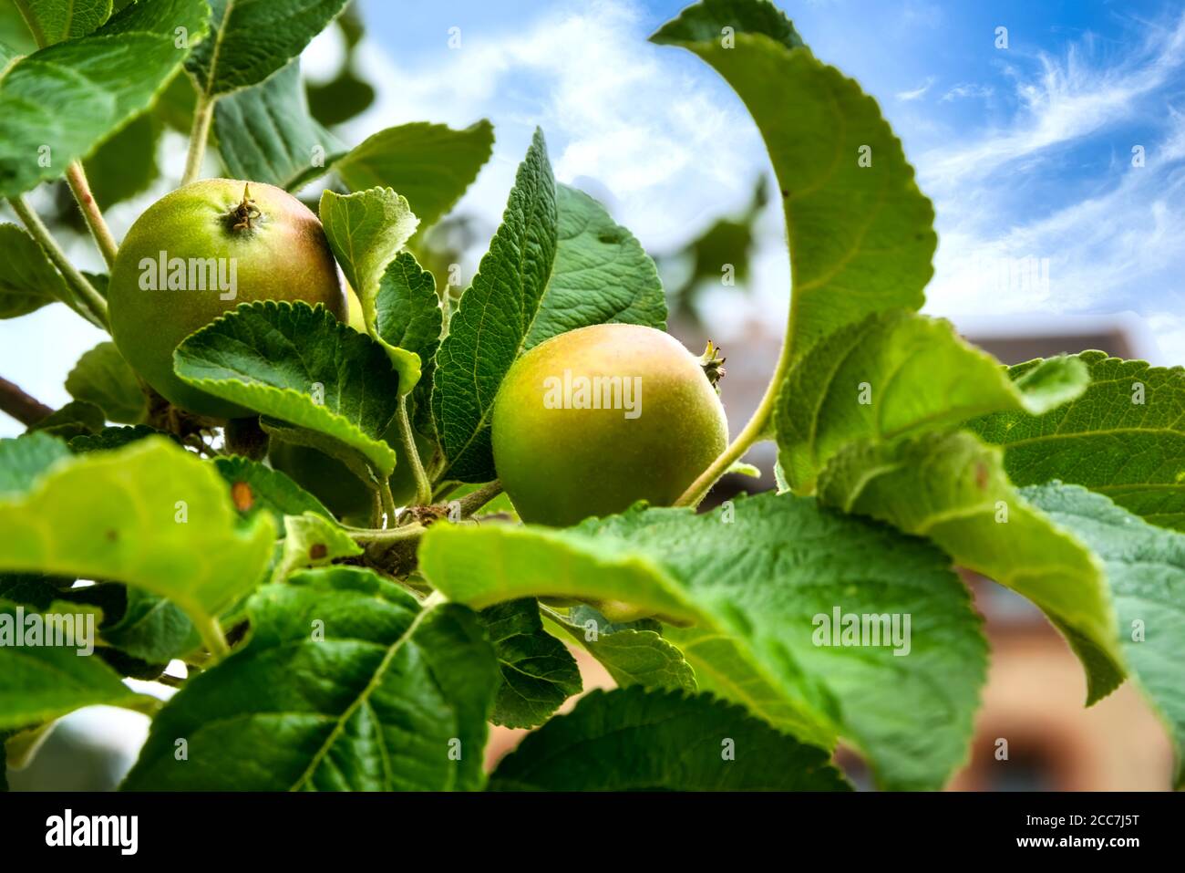 Nahaufnahme von grünen Äpfeln auf einem Ast gegen Blau Himmel Stockfoto