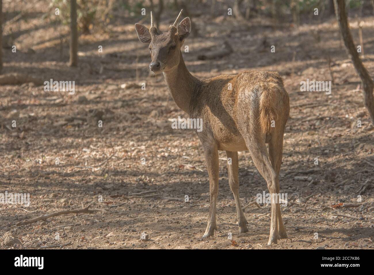 Das Javanische Rusa-Hirsch oder Sunda Sambar (Rusa timorensis) ist eine auf den indonesischen Inseln heimische Hirschart. Im Komodo Nationalpark, Indonesien. Stockfoto