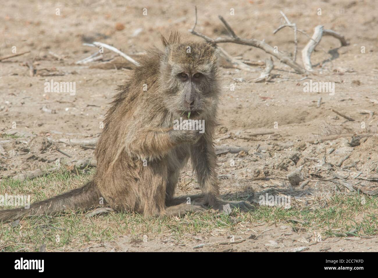 Eine Krabbe, die Macaca fascicularis (Macaca fascicularis) isst, hat etwas zu essen gefunden und knabbert darauf, während sie den Fotografen im Auge behält. Stockfoto