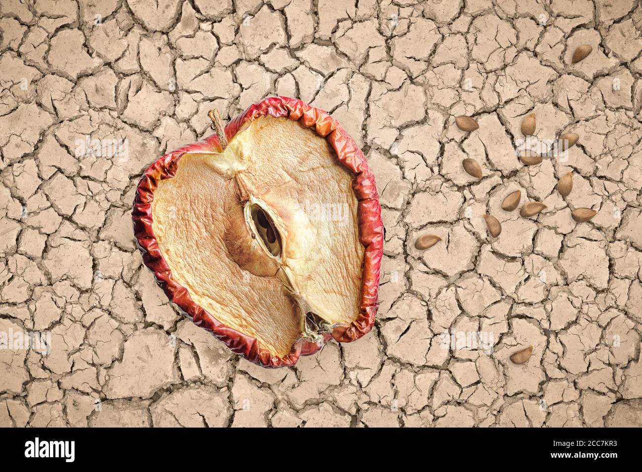 Halb verfaulter Apfel und Samen auf trockenem und rissiger Erde, hoffnungsloses Konzept ohne Zukunft. Stockfoto