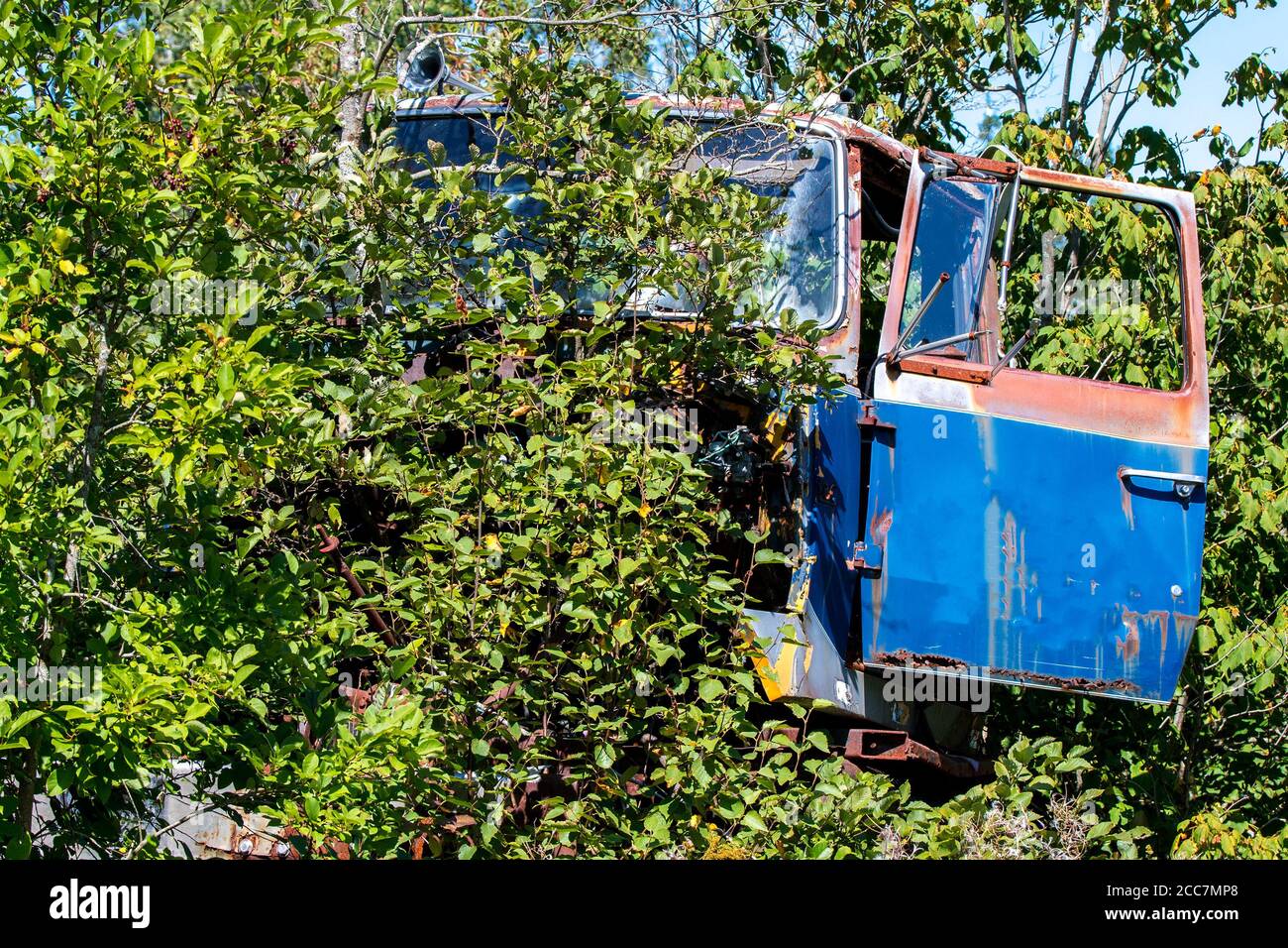 Die Vorderseite eines alten verlassenen LKW. Bäume wachsen von und um den LKW herum, aber eine blaue Tür ist sichtbar. Fahrzeug ist nicht identifizierbar. Stockfoto