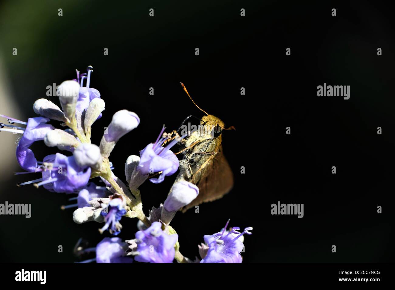 Ein kleiner Skipper Schmetterling auf einem Glyzinienbusch. Stockfoto