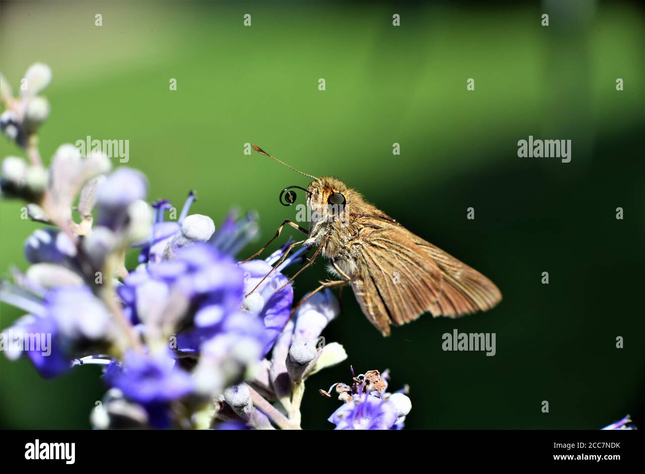 Ein kleiner Skipper Schmetterling auf einem Glyzinienbusch. Stockfoto