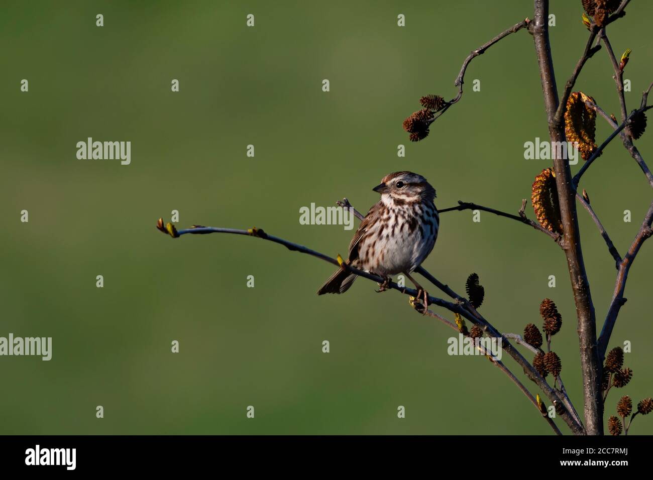 Lied Sparrow auf Baum Zweig im Abendglühen gebadet thront Von Sonnenuntergang Stockfoto