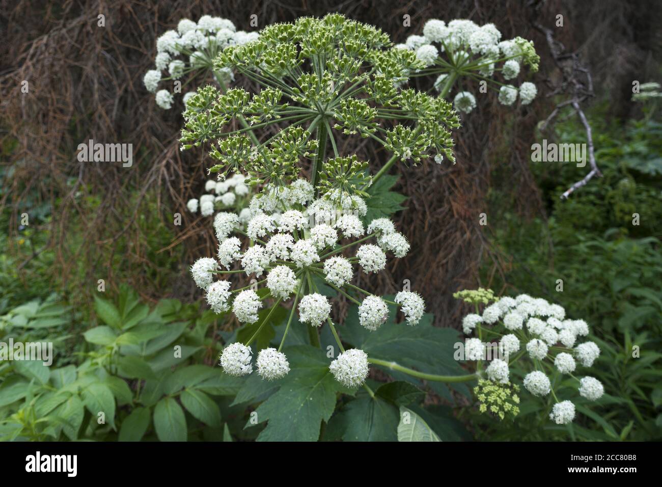 White Swamp Milkweed oder Asclepias Incarnata Close-Up Makro, Gattung der krautigen, mehrjährige, blühende Pflanze wächst in BC Provincial Park Forest Bush Stockfoto