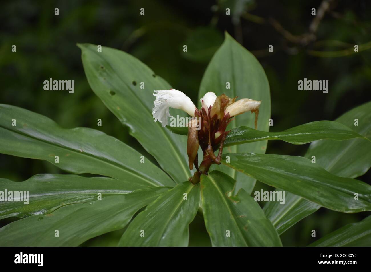 Blume macht Ihr Leben erfolgreich U noch Sie handeln wie Das Stockfoto