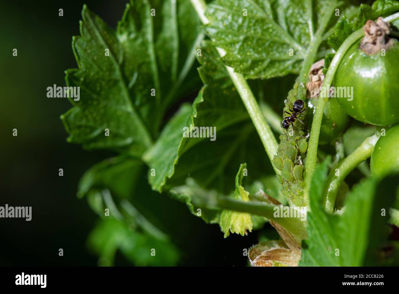 Blattlausbefall. Blattläuse ernähren sich von pflanzensaft und sezernieren Substanz, die Ameisen Lieblingsspeisen ist. Sie leben in Symbiose zusammen. Stockfoto