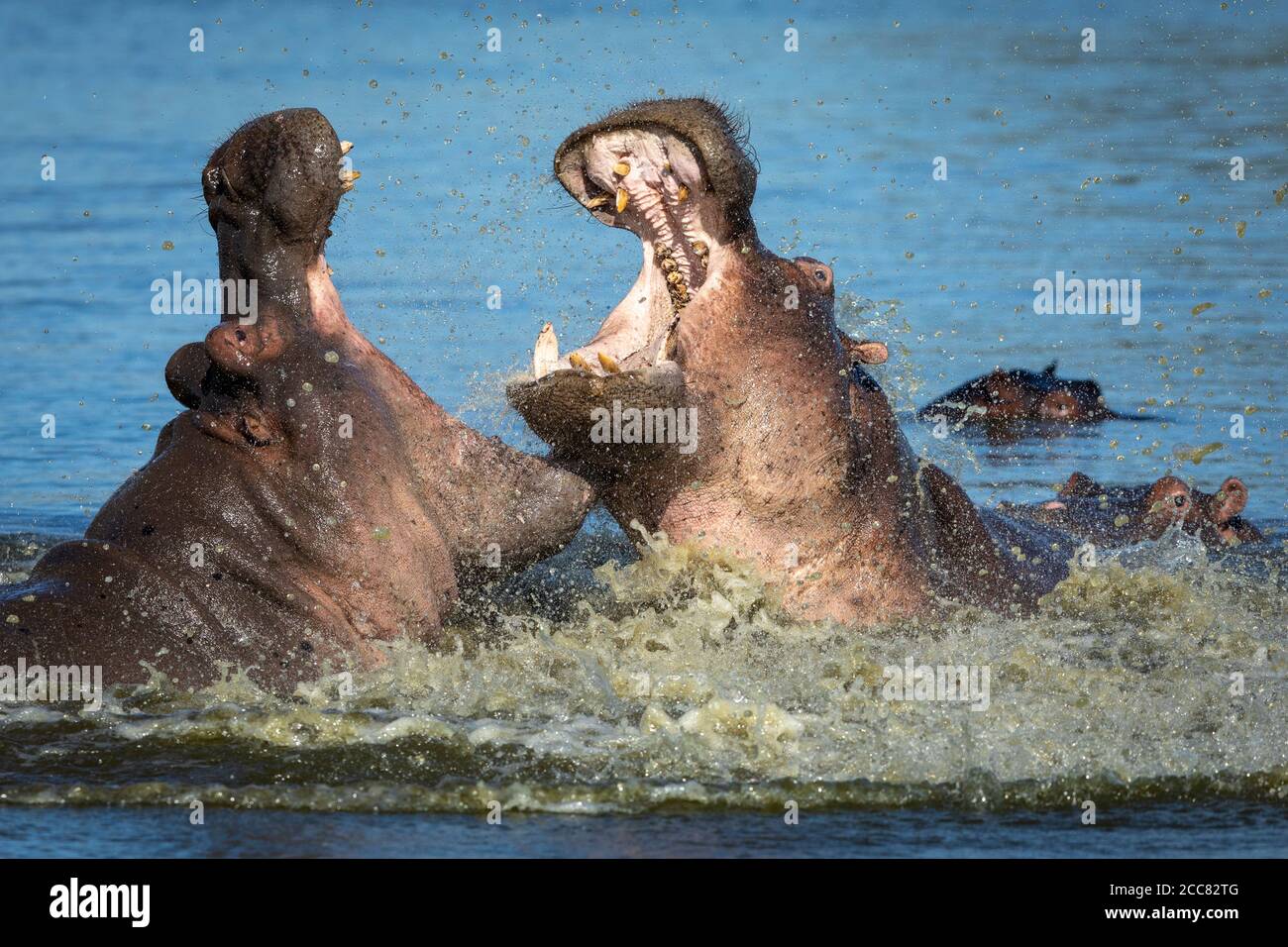 Flusspferde kämpfen mit offenem Mund und zeigen Zähne und Stoßzähne Wasserspritzer im Kruger Park Südafrika Stockfoto