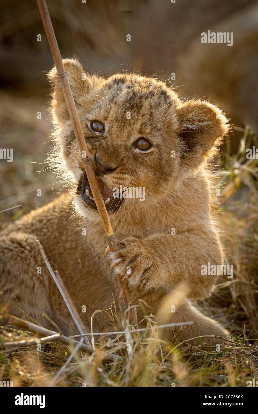 Vertikales Porträt eines Jungen mit schönen Augen und Scharfe Krallen spielen mit einem Stock in Kruger Südafrika Stockfoto