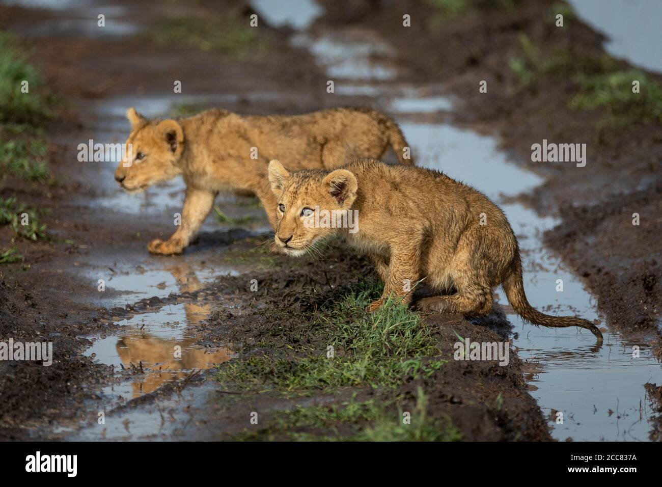 Zwei junge Löwen, die über schlammige Autospuren laufen Serengeti Nationalpark Tansania Stockfoto