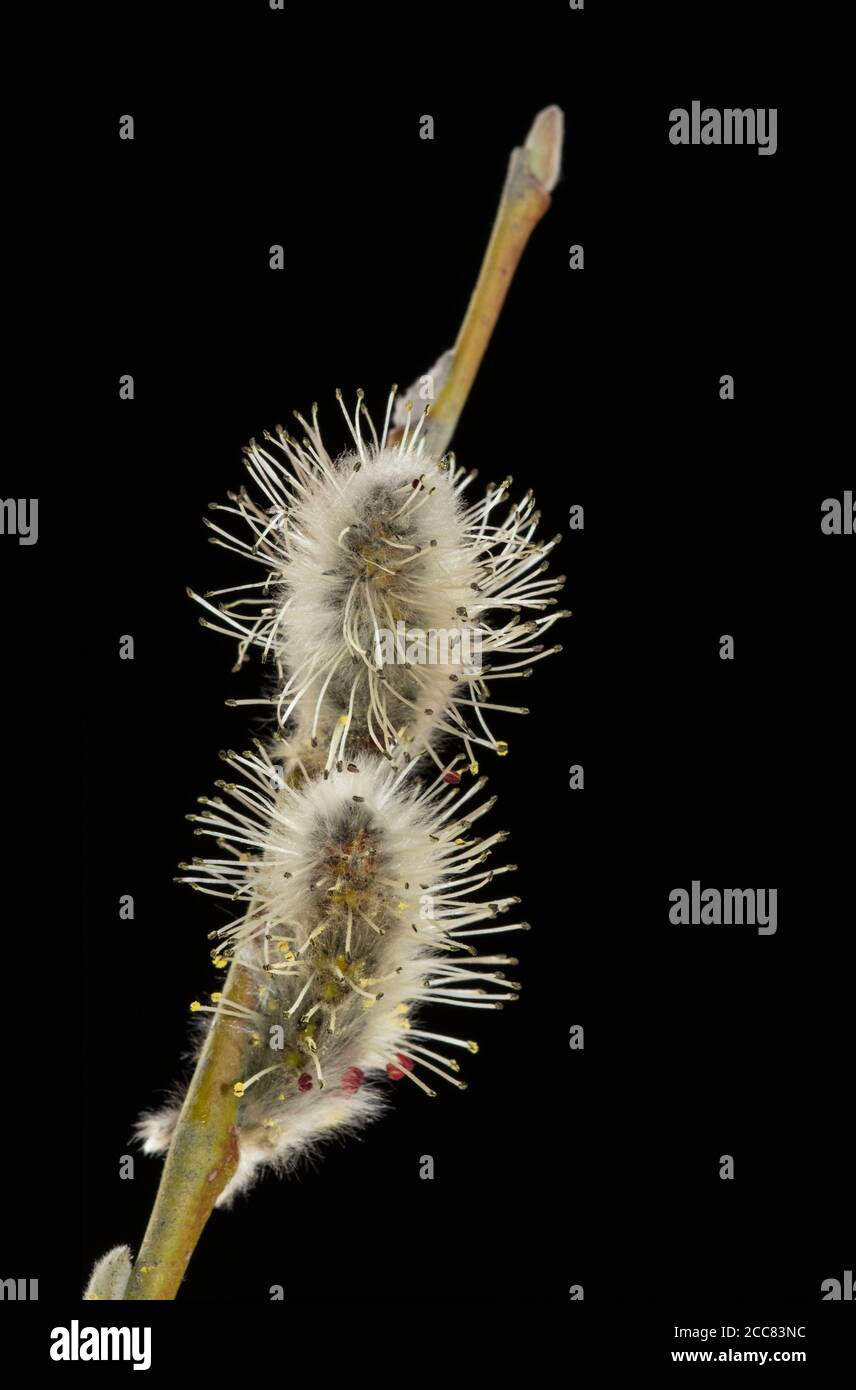 Nordamerika; Vereinigte Staaten; Alaska; Alaska Range Berge; Denali Nationalpark; Frühling; Willow Kätzchen; Salix spp. Stockfoto