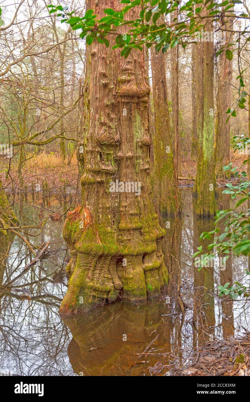 Markanter Zypressenbaum-Stamm im Wetland Forest in Big Thicket National Preserve in Texas Stockfoto