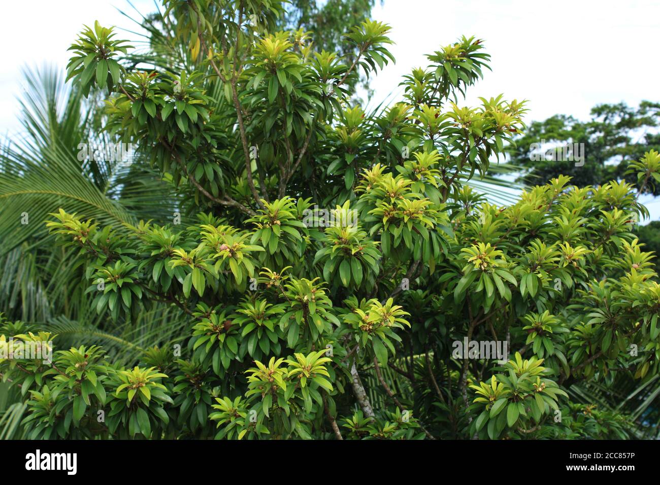 Natürliche Fotoaufnahme aus Bangladesch Stockfoto