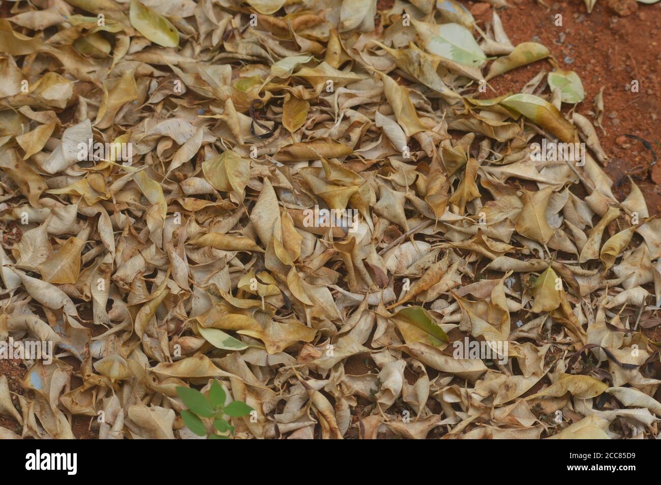 Getrocknete Blätter auf dem Boden im Wald zusammen heruntergefallen Stockfoto
