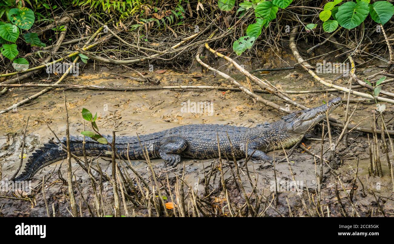Salzwasser Krokodil (Crocodylus porosus) Faulenzen am Ufer des Daintrie River, weit Stockfoto