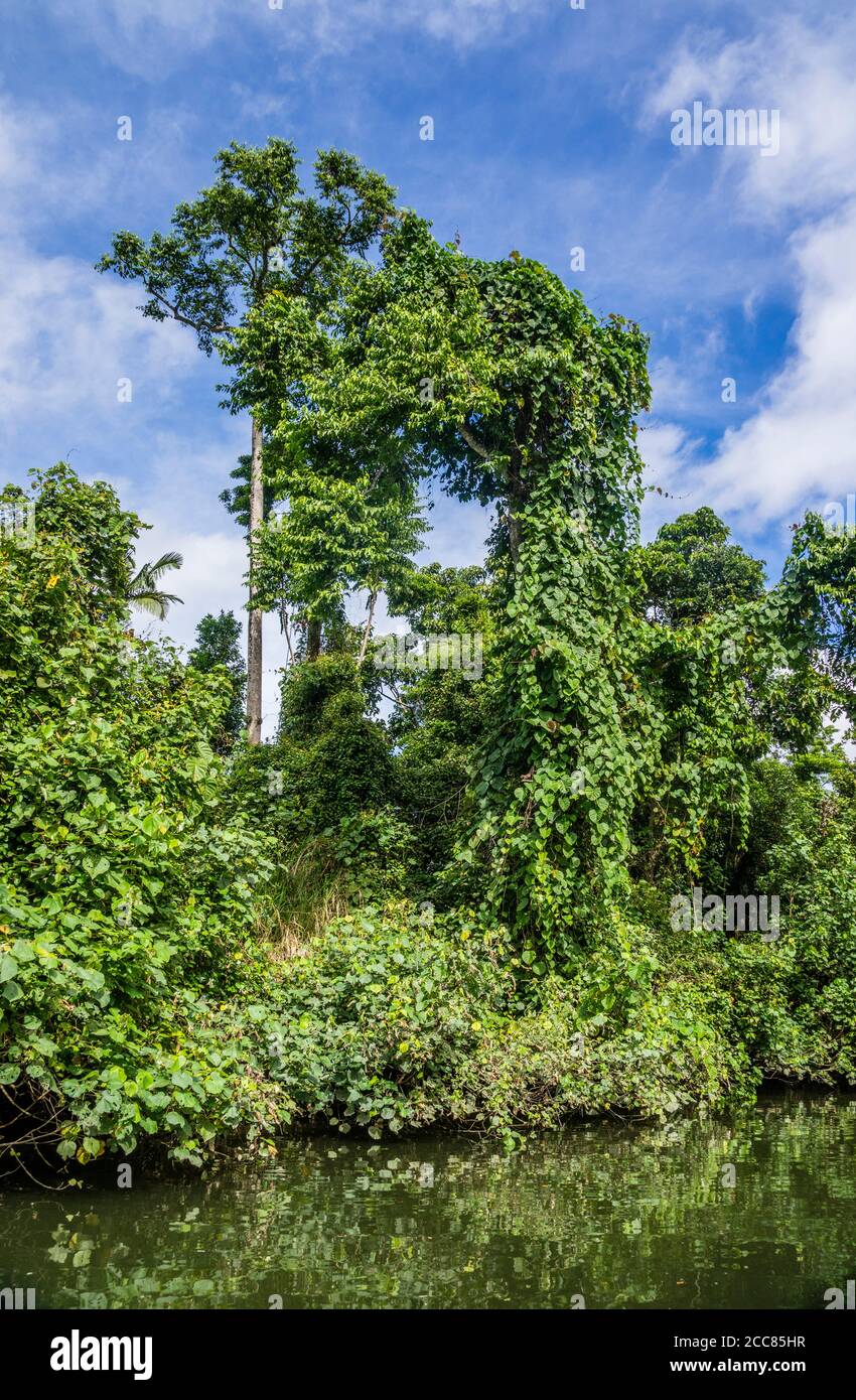 Üppige Regenwaldvegetation am Ufer des Daintree River, Far North Queensland, Australien Stockfoto