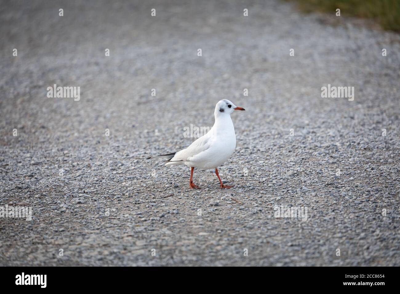 Einzelne mediterrane Möwe zu Fuß auf einem Schotterweg Stockfoto