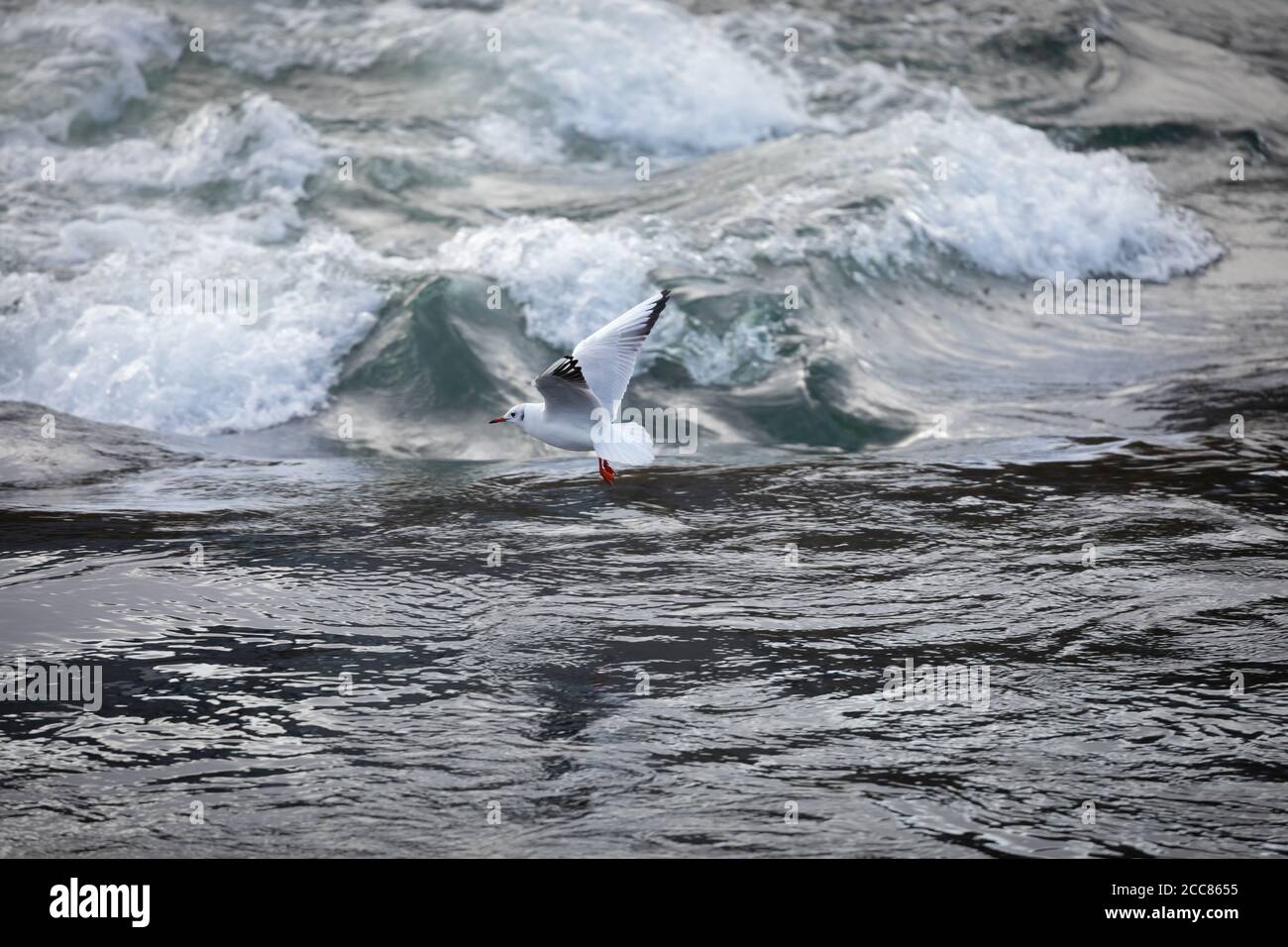 Einzelne mediterrane Möwe nähert sich ruhigem Wasser, mit wildem Wasser im Hintergrund Stockfoto