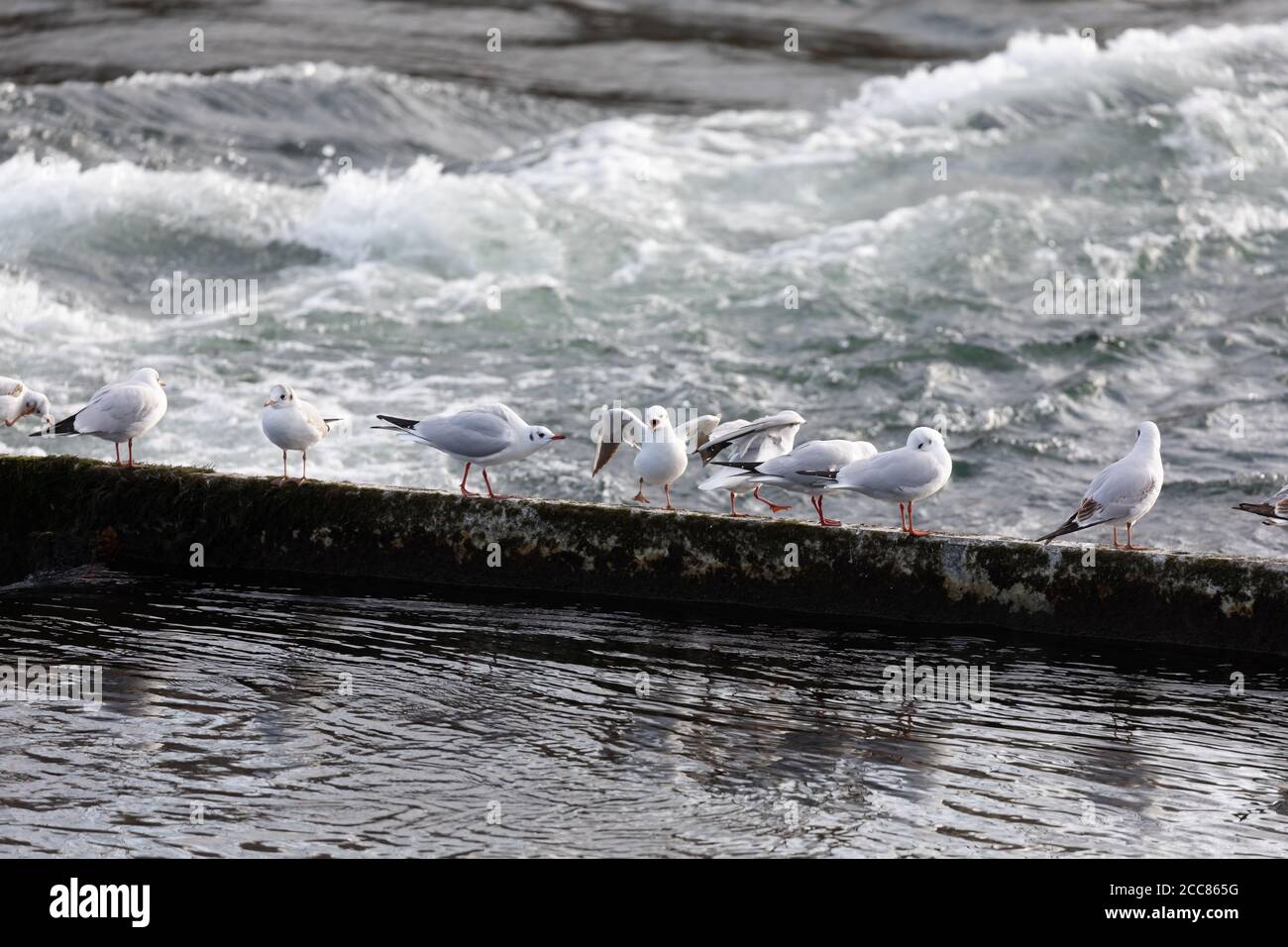 Viele mediterrane Möwen mit offenem Schnabel auf einem Damm mit Ruhiger See im Vordergrund und wildes Wasser im Hintergrund Stockfoto