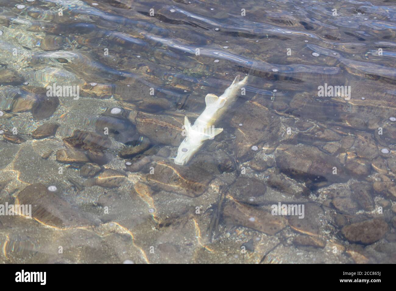 Tote riesige Bachforelle mit weißem Bauch auf dem Rücken Schwimmen in verschmutztem Wasser Stockfoto