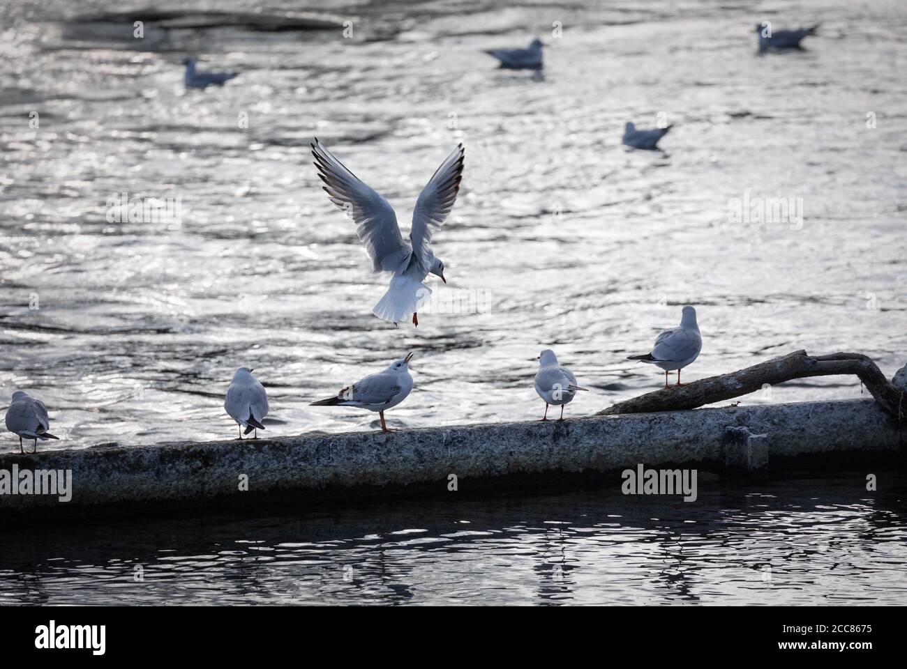 Dramatische Möwe im Hintergrund mit offenem Schnabel fotografiert Wenn man sich einer Betonwand nähert, die mit im Wasser steht Mehrere Mediterranea Stockfoto