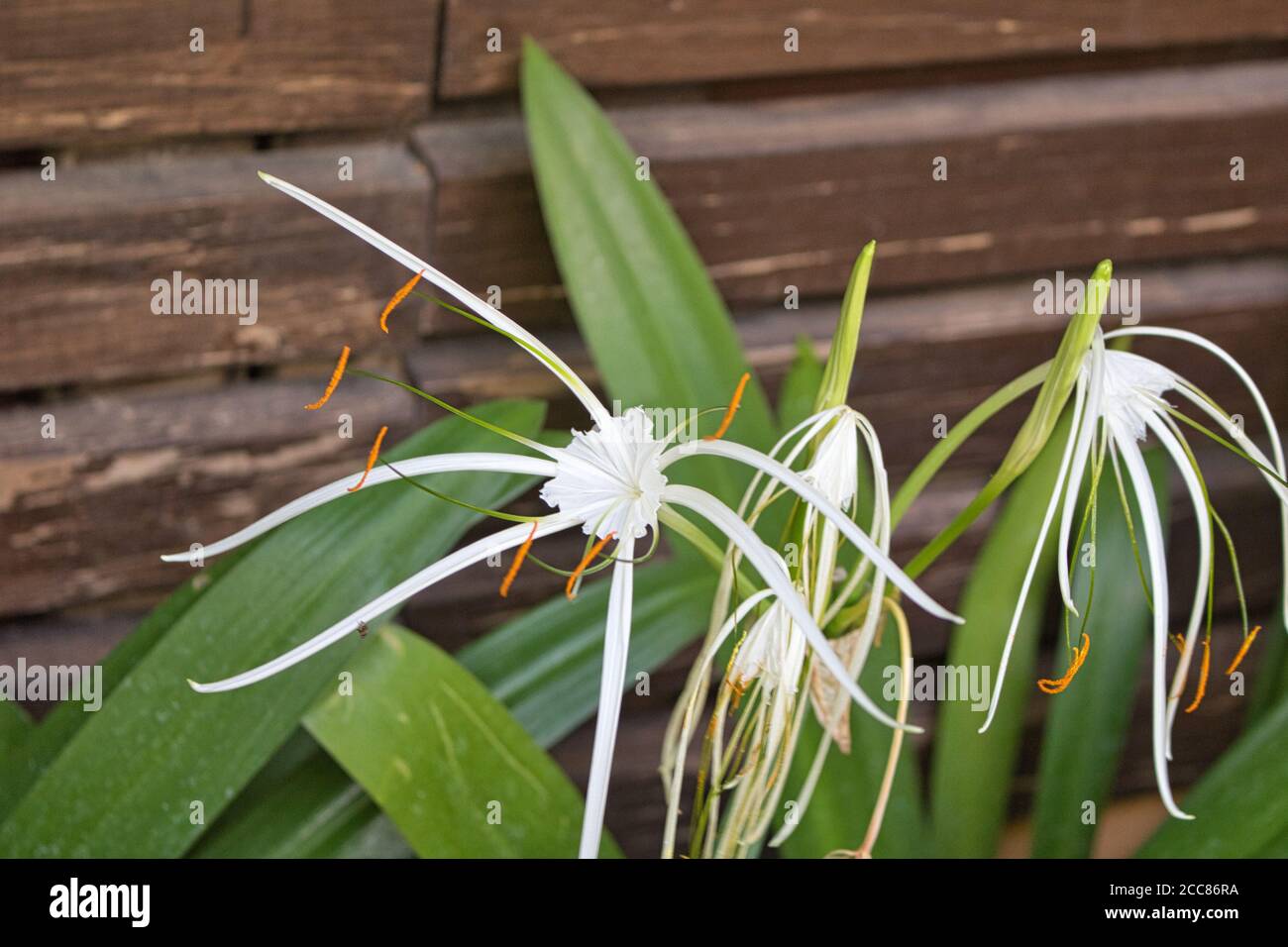 Dieses einzigartige Foto zeigt eine schöne weiße tropische Blume, die blüht In einem Garten vor einer braunen Holzwand Stockfoto